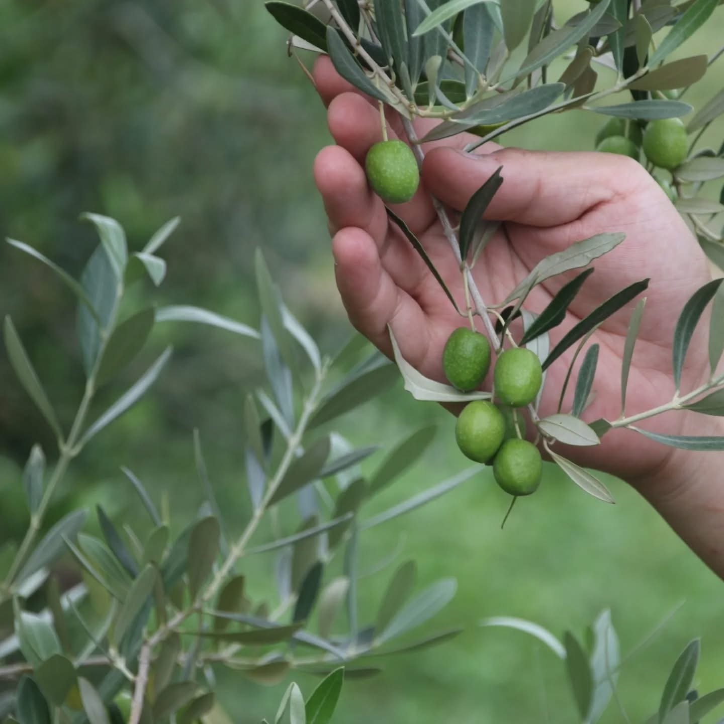 SANUKI SALON 讃岐の調味料〜オリーブオイル〜
